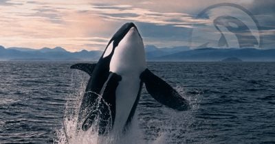 Orca launches permissioned pools to bring regulated RWA trading to Solana