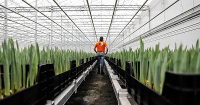 Family farm uses Bitcoin mining heat to warm greenhouses on Madeira