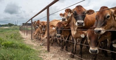 Beef prices reach record high as US herd remains small due to drought and cattle parasite