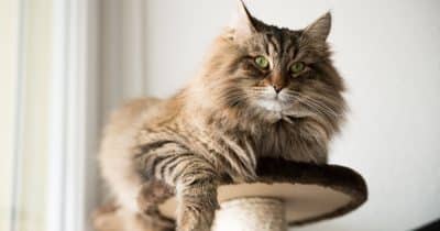 Catnip unveils MaineCoon, a 22-billion-parameter real-time audio-visual AI model