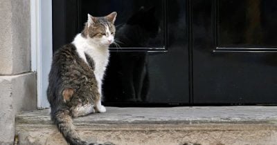 Larry the cat outlasts sixth UK prime minister as Starmer resigns