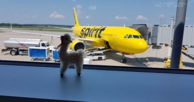 Google snaps up 600 million internal messages from bankrupt Spirit Airlines for $10 million
