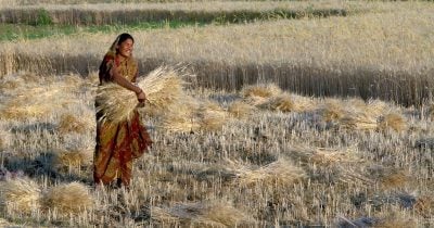 India lifts wheat export ban to ease global supply strain