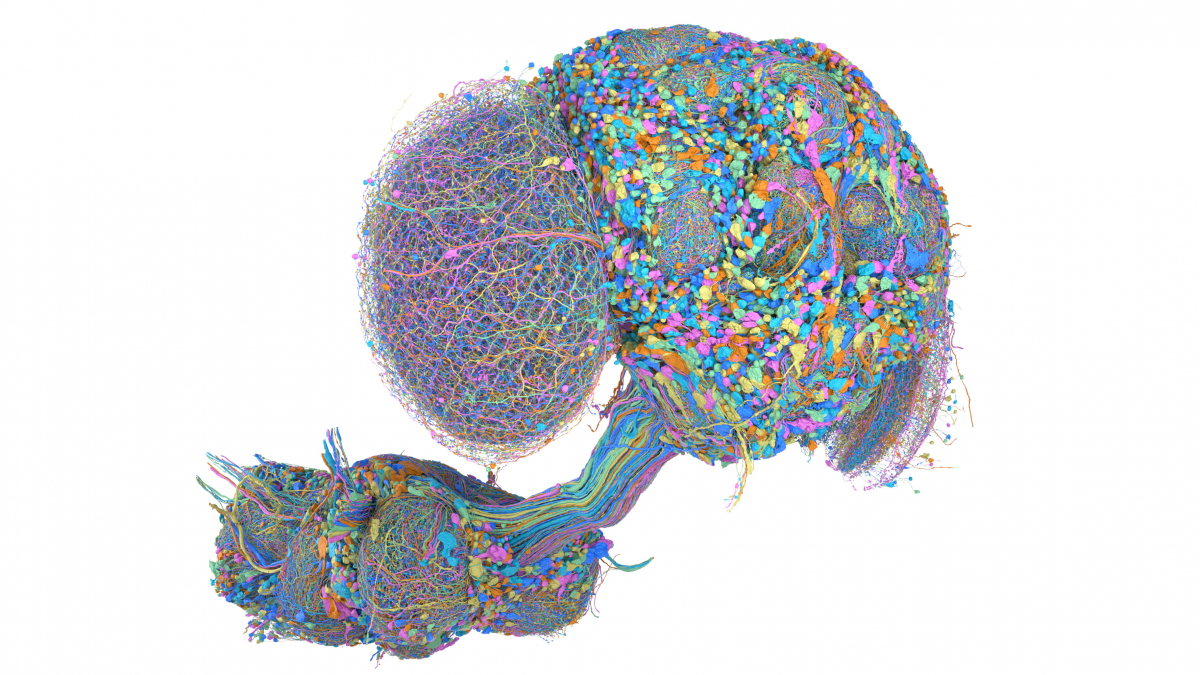 A connectomics milestone: Mapping the complete male fruit fly brain