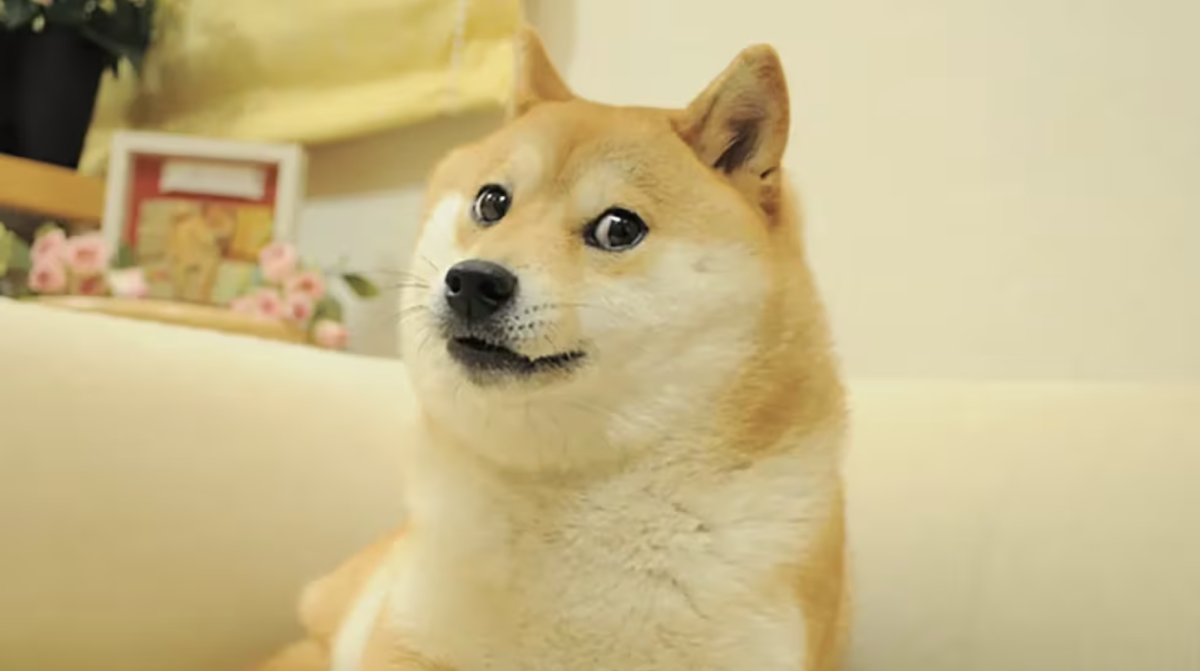 Bitwise shuts down Dogecoin ETF less than a year after launch